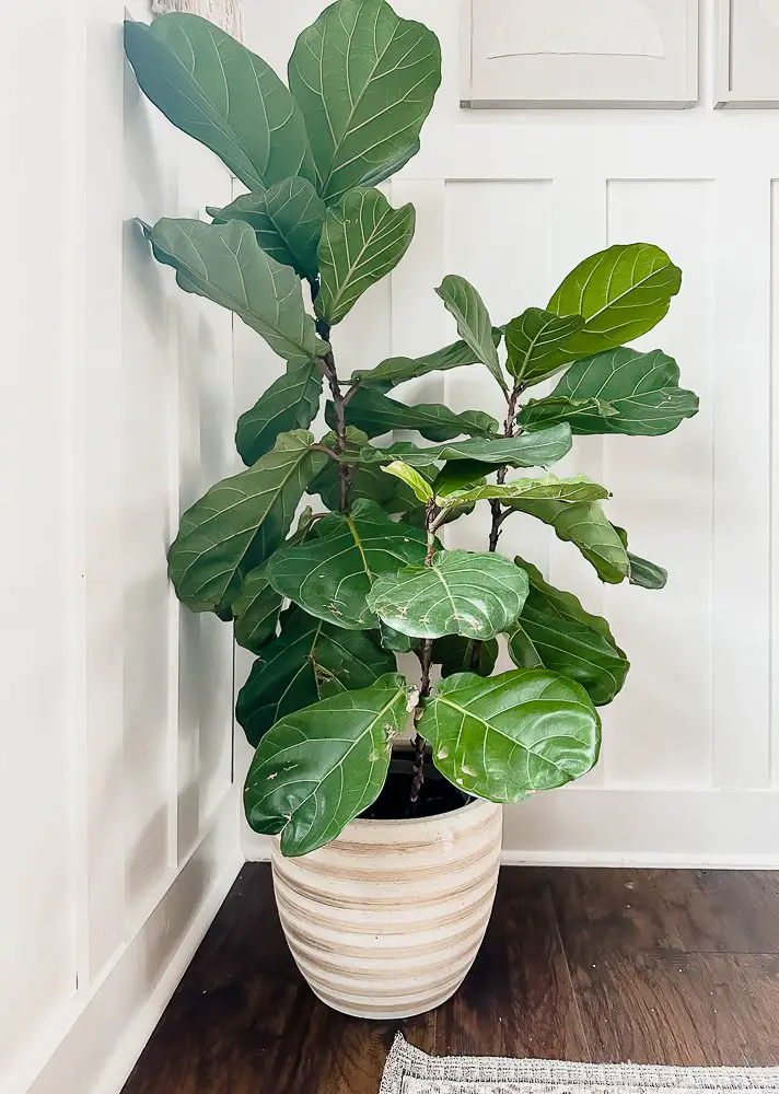 How Easy It Is to Add Greenery to Your Home - Design to Build
