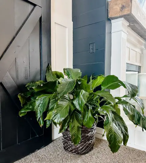 How Easy It Is to Add Greenery to Your Home - Design to Build
