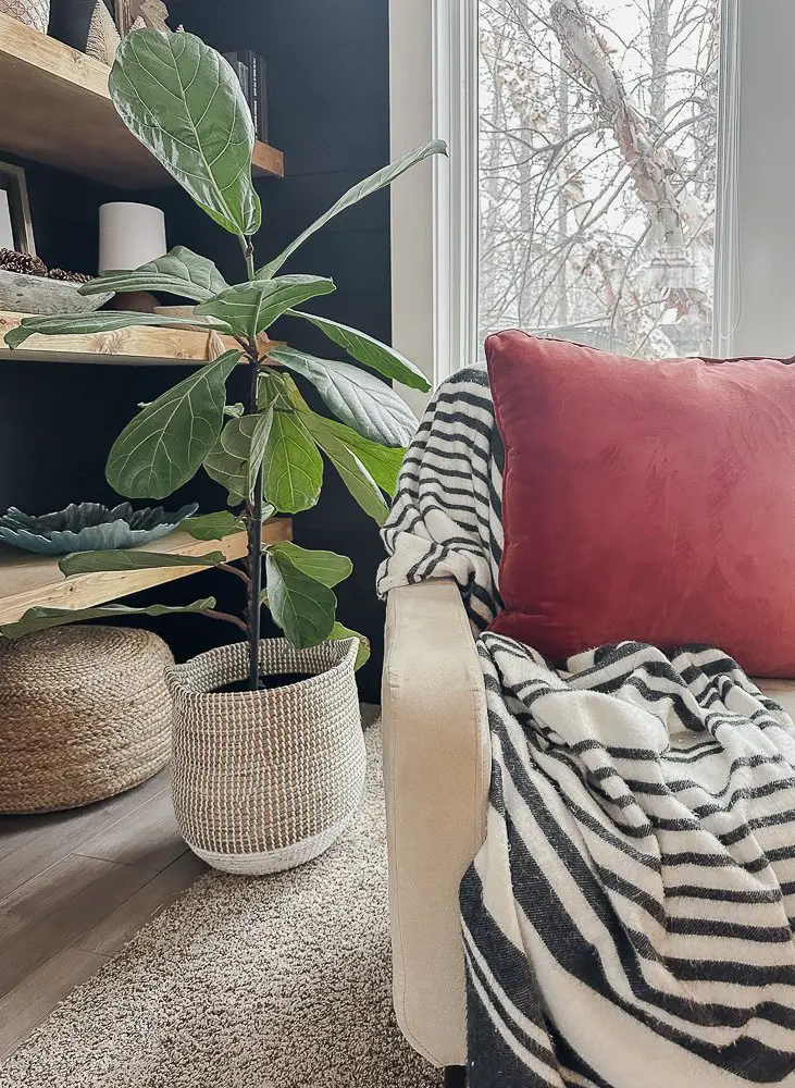 Fiddle Leaf Fig in front of floating shelves.