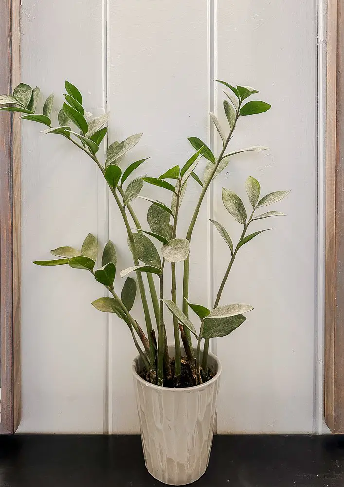 How Easy It Is to Add Greenery to Your Home - Design to Build