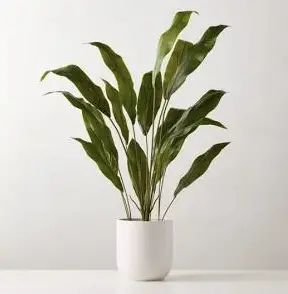Cast Iron Plant for Easiest Indoor Plants to Keep Alive.