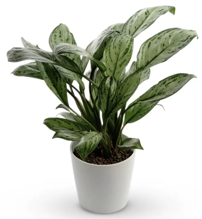 Chinese Evergreen plant