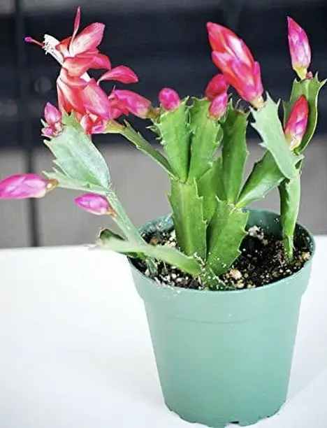 Christmas Cactus for Easiest Indoor Plants to Keep Alive.