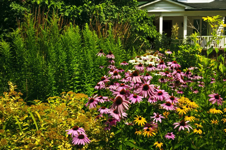 How To Create a Thriving Backyard Garden Oasis