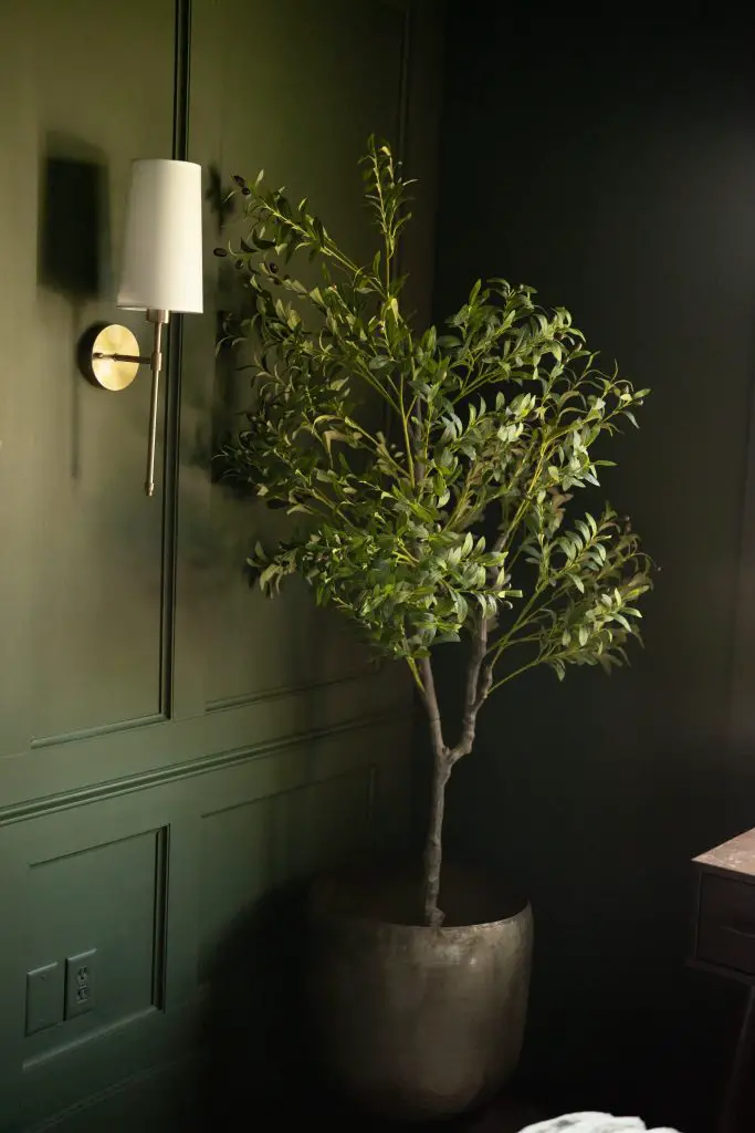 Olive tree in front of a DIY moulding accent wall.