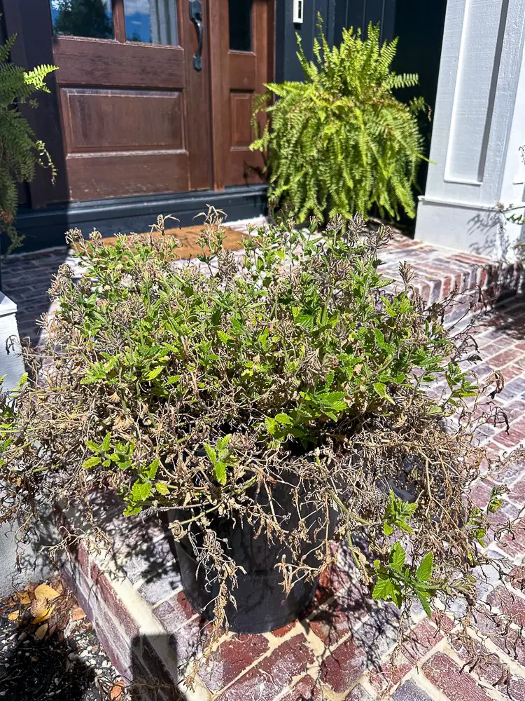 Dead flowers on a front porch.