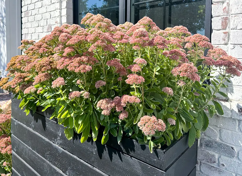 Sedum in a wooden planter box.