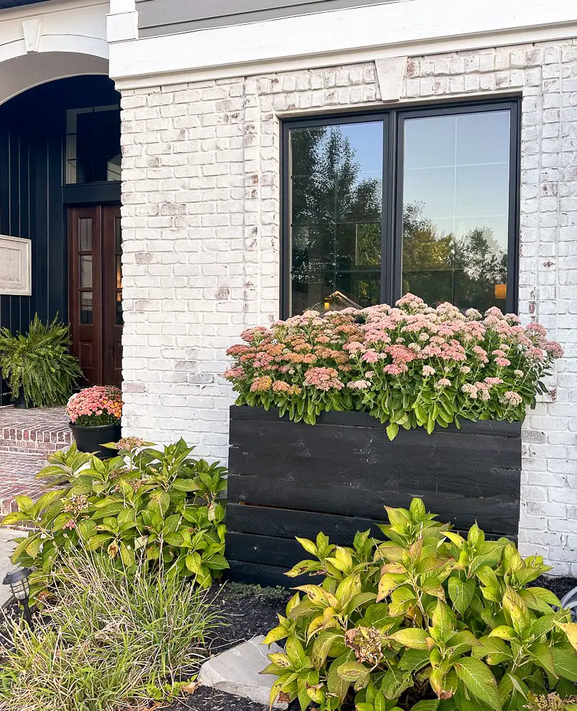Planter with Sedum in it.